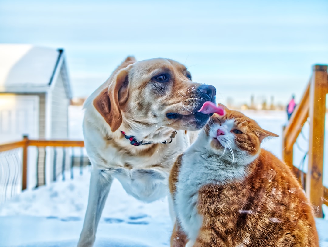 Photo Dog, cat